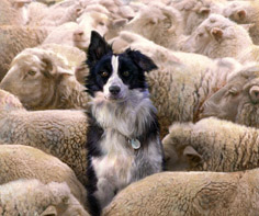 Dogs Section