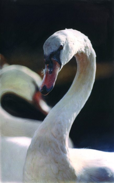 Art 7