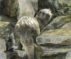UK Wildlife Section